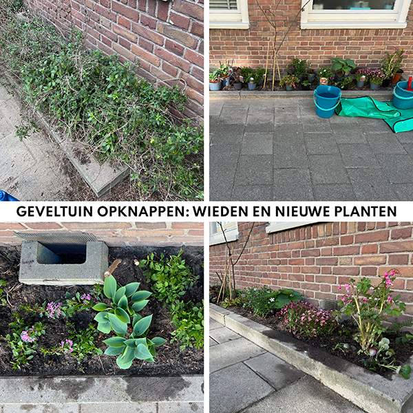Geveltuin onderhouden en nieuwe planten aanplanten Amsterdam