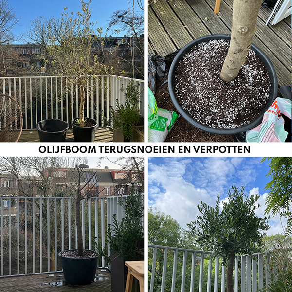 Olijfboom snoeien en verpotten in Amsterdam